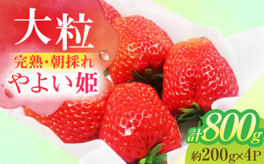 朝摘み 愛知県産 大粒 完熟やよい姫 約200g×4パック いちご やよい姫 完熟 愛西市/くぼ苺農園 [AECJ004] 1522545 - 愛知県愛西市