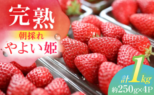 朝摘み 愛知県産 完熟やよい姫 約250g×4パック いちご やよい姫 完熟 愛西市/くぼ苺農園 [AECJ003] 1522544 - 愛知県愛西市