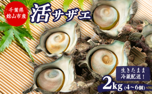 ＜金曜日発送＞漁師直送!天然大ぶり活サザエ　2kg(4～6個)【1532979】 1437858 - 千葉県館山市