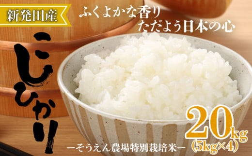 令和6年産 新潟県産 そうえん米コシヒカリ 20kg 5kg×4袋【  新潟県 新潟産 新潟米 新発田産 新発田 お米 米 玄米 コシヒカリ とんとん市場 せいだ そうえん米 5kg 20kg 4袋 数量限定 D82_01 】 1357542 - 新潟県新発田市