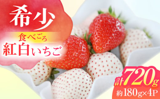 【希少】 朝摘み 愛知県産 いちご紅白セット 約180g×4パック いちご 白いちご ギフト 愛西市/くぼ苺農園 [AECJ006] 1522547 - 愛知県愛西市