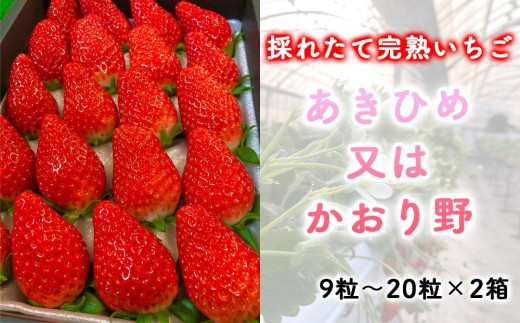 先行予約・数量限定！ 採れたて完熟いちご あきひめ又はかおり野 9粒～20粒×2箱 1144616 - 愛知県大府市