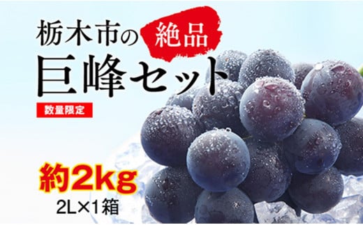 【2025年夏発送分先行受付 / 数量限定】栃木市の絶品「巨峰」セット　2L（約2kg）×1箱（2025年8月下旬～9月上旬発送予定）【フルーツ 果物 くだもの 食品 人気 おすすめ 送料無料】