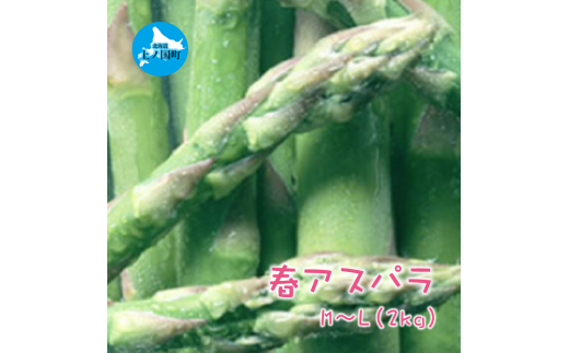 【2025年春発送】北海道上ノ国町産 朝採り当日発送 刀祢農園の春アスパラ　M～L（2㎏） 1522515 - 北海道上ノ国町