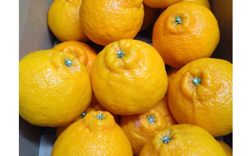 愛媛県伊方町のふるさと納税 【先行予約】【お試し！】Saito Orange Farmの不知火2kg ｜ 柑橘 みかん ミカン フルーツ  果物 でこぽん デコポンと同品種 愛媛　※離島への配送不可　※2025年3月中旬頃より順次発送予定