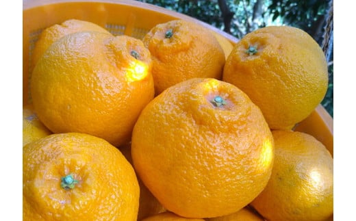 愛媛県伊方町のふるさと納税 【先行予約】【お試し！】Saito Orange Farmの不知火2kg ｜ 柑橘 みかん ミカン フルーツ  果物 でこぽん デコポンと同品種 愛媛　※離島への配送不可　※2025年3月中旬頃より順次発送予定