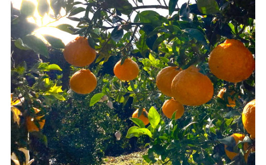 愛媛県伊方町のふるさと納税 【先行予約】【お試し！】Saito Orange Farmの不知火2kg ｜ 柑橘 みかん ミカン フルーツ  果物 でこぽん デコポンと同品種 愛媛　※離島への配送不可　※2025年3月中旬頃より順次発送予定