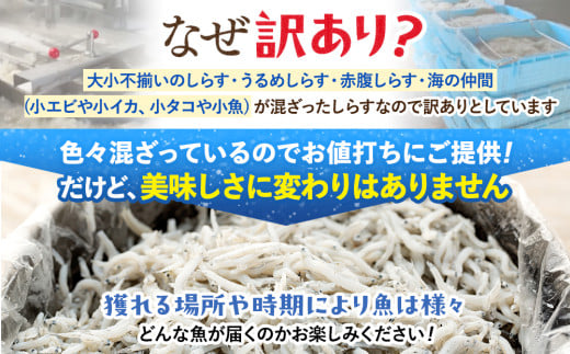 愛知県南知多町のふるさと納税 訳あり 釜揚げ しらす 1kg 減塩 日間賀島 冷凍 丸豊 愛知県 南知多町 離乳食 魚 さかな ご飯 ごはん 国産 シラス ピザ サラダ おにぎり 弁当 人気 おすすめ シラス しらす ちりめん じゃこ かちり 魚 小魚 魚貝 魚貝類 しらす シラス 天日干し しらす丼 シラス丼 しらすご飯 シラスご飯 ふるさと納税しらす ふるさと納税 しらす おすすめ 大人気 南知多産しらす 愛知県産しらす