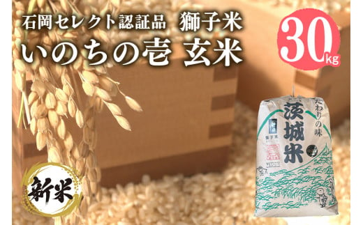 【令和6年産】【石岡セレクト認証品】獅子米 いのちの壱 玄米 30kg コンテスト受賞米 お米 米 おこめ ブランド米 30キロ 国産 単一原料米 コメ こめ ご飯 銘柄米 茨城県産 茨城 産直 産地直送 農家直送 ごはん 家庭用 贈答用 お取り寄せ 茨城県 石岡市 (G437) 1079444 - 茨城県石岡市