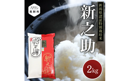 米 2kg 新潟県産 新之助 特別栽培米 令和6年産 精米したてをお届け 新潟のど真ん中見附市 県認証米 1556966 - 新潟県見附市