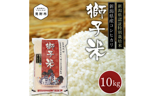 米 10kg 新潟県産 コシヒカリ 特別栽培米 令和6年産 「獅子米」 精米したてをお届け 新潟のど真ん中見附市 こしひかり 県認証米 1556963 - 新潟県見附市