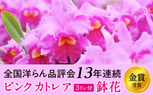 厳選カトレア鉢花 3輪咲コース 鉢花カトレア 3リン咲き 全国洋らん品評会13年連続金賞受賞 山野井洋蘭 カトレア