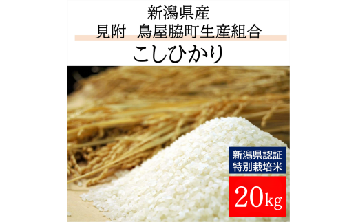 米 20kg 新潟県産 コシヒカリ 特別栽培米 令和6年産 「鳥屋脇町生産組合コシヒカリ」 精米したてをお届け 新潟のど真ん中見附市 こしひかり 県認証米 1556960 - 新潟県見附市