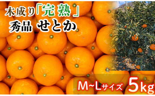 【3月から発送】 秀品 中島育ち！ 木成り完熟のせとか 5kg MからLサイズ | 数量限定 果物 フルーツ 高級 みかん 蜜柑 愛媛 松山 柑橘  甘い おすすめ 愛媛 松山 1257916 - 愛媛県松山市