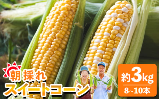 朝採れスイートコーン 3kg (8～10本) - 野菜 とうもろこし とうきび トウキビ BBQ キャンプ 旬 おやつ 特産品 sg-0005