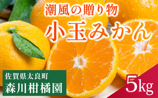 L-18 潮風の贈り物 みかん（小玉) ５㎏　みかん ミカン 蜜柑 温州みかん 完熟みかん 甘熟 柑橘 有機栽培 国産 佐賀県産 太良町 こだわり 贈答品 産地直送 詰め合わせ 小玉 419352 - 佐賀県太良町