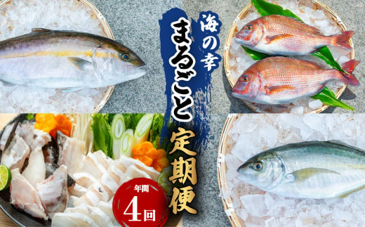 【定期便全４回】海の幸まるごと定期便 クエ くえ クエ鍋 タイ たい 鯛 カンパチ かんぱち 勘八 シマアジ しまあじ 1144413 - 徳島県海陽町