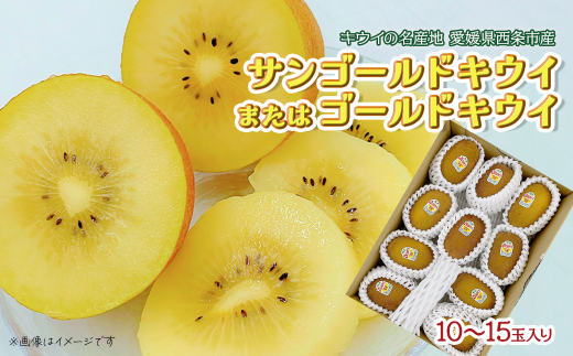 【先行予約】 サンゴールドキウイ または ゴールドキウイ  10～15玉　※2024年11月下旬～12月下旬頃発送 1534390 - 愛媛県西条市