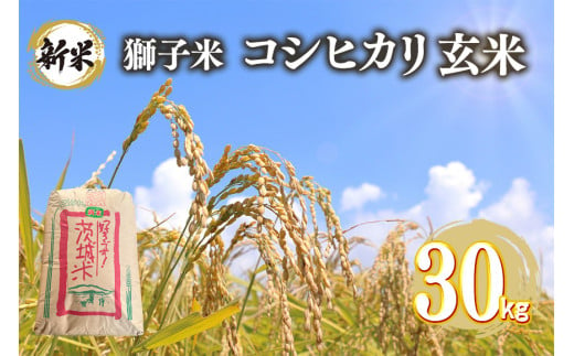 【令和6年産】獅子米 コシヒカリ 玄米 30kg コンテスト受賞米 お米 米 おこめ ブランド米 こしひかり 30キロ 国産 単一原料米 コメ こめ ご飯 銘柄米 茨城県産 茨城 産直 産地直送 農家直送 ごはん 家庭用 贈答用 お取り寄せ ギフト 茨城県 石岡市 (G421) 1379728 - 茨城県石岡市