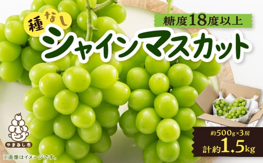 ＜2025年先行受付＞山梨市産「シャインマスカット(種なし)」 約1.5kg (約500g×3房)【1117303】 341600 - 山梨県山梨市