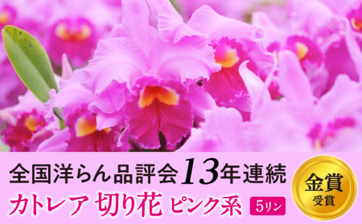 大輪ピンクカトレア切り花 5輪コース 切り花カトレア 5りん 全国洋らん品評会13年連続金賞受賞 山野井洋蘭 カトレア