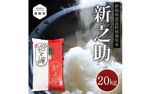 米 20kg 新潟県産 新之助 特別栽培米 令和6年産 精米したてをお届け 新潟のど真ん中見附市 県認証米 1556968 - 新潟県見附市