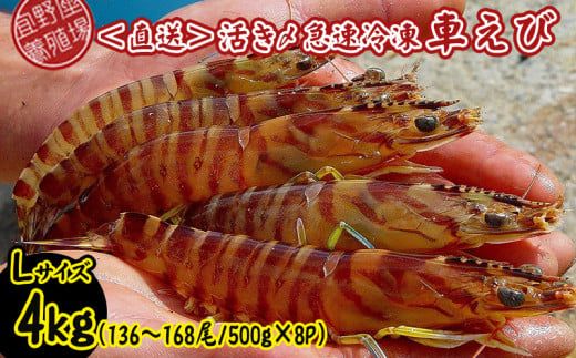 【養殖場から直送】活き〆急速冷凍車えび　Lサイズ　約4kg（136～168尾/500g×8P） 車海老 海鮮 魚介類 海産物 シーフード お取り寄せ 美味 料理 クルマエビ くるまえび 塩焼き フライ 天丼 お刺身 フリット 蝦 ゆで 送料無料 沖縄県産 たまや 808540 - 沖縄県宜野座村