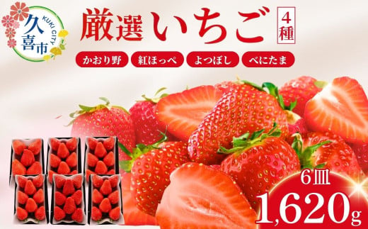 【先行予約】【期間限定 2月～5月まで】おまかせ 埼玉県産 いちご4種類セット 3箱(270g×6パック) (かおり野、紅ほっぺ、よつぼし、べにたまから4品種を選定) | イチゴ 苺 ストロベリー ベリー 季節限定 食べ比べ 果物 くだもの フルーツ 野菜 美味しい おいしい 甘み ほのかな酸味 デザート スイーツ ギフト 贈り物 ビタミン 健康 埼玉県 久喜市