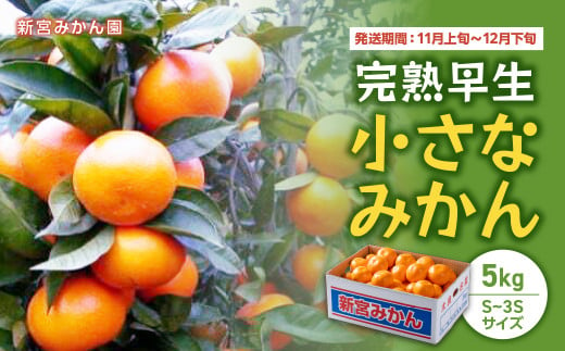 佐賀県太良町のふるさと納税 完熟早生小さなみかん 5kg みかん ミカン 蜜柑 早生 極早生 小玉 ふるさと納税 有明海 柑橘 甘い sサイズ 果物 フルーツ 紅みかん 盛田温州 新宮みかん園 佐賀県 太良町 L-53