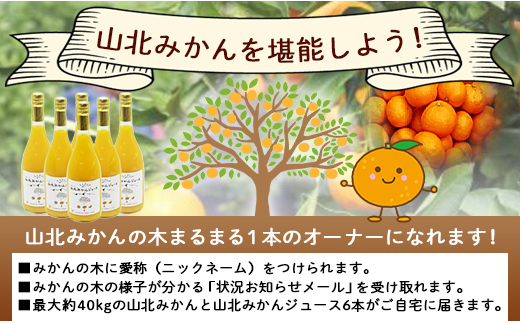傷があるもの、大きさ不揃いのものとなっています