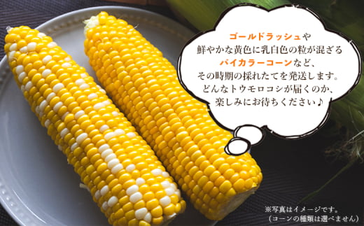 朝採れスイートコーン 4.5kg (12～15本) - 野菜 とうもろこし とうきび トウキビ BBQ キャンプ 旬 おやつ 特産品 数量限定  季節限定 期間限定 sg-0006 - 高知県香南市｜ふるさとチョイス - ふるさと納税サイト