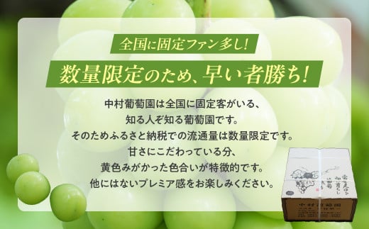 2025年発送】シャインマスカット 3kg 3房～6房 先行予約 先行 予約 山梨県産 国産 産地直送 人気 おすすめ 贈答 ギフト お取り寄せ  フルーツ 果物 くだもの ぶどう ブドウ 葡萄 新鮮 甘い 皮ごと 種なし 甲斐市 N-10 - 山梨県甲斐市｜ふるさとチョイス - ふるさと納税サイト