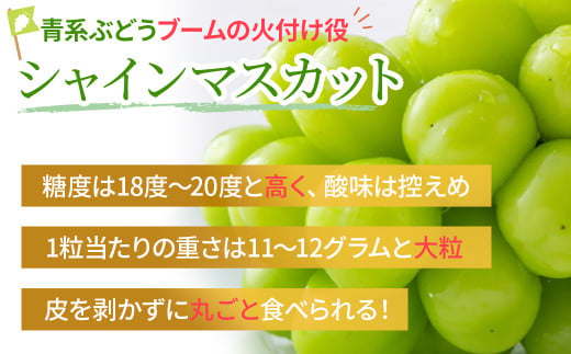 2025年分発送】 訳あり ご家庭用 シャインマスカット 3房以上 2.3kg 先行予約 先行 予約 山梨県産 産地直送 フルーツ 果物 くだもの  ぶどう ブドウ 葡萄 シャイン シャインマスカット 新鮮 人気 おすすめ 国産 贈答 ギフト お取り寄せ わけあり ワケアリ 新鮮 甘い 皮ごと ...