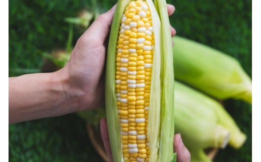 朝採れスイートコーン 4.5kg (12～15本) - 野菜 とうもろこし とうきび トウキビ BBQ キャンプ 旬 おやつ 特産品 数量限定  季節限定 期間限定 sg-0006 - 高知県香南市｜ふるさとチョイス - ふるさと納税サイト