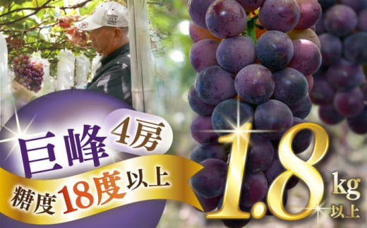 【2025年8月〜発送】【数量限定】【糖度18度以上】巨峰ぶどう 4房 1.8kg以上 / ぶどう ブドウ 葡萄 巨峰 果物 フルーツ ふるーつ / 南島原市 / ミナサポ [SCW073] 1460842 - 長崎県南島原市