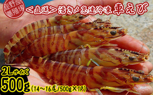 【養殖場から直送】活き〆急速冷凍車えび　2Lサイズ　約500g（14～16尾/500g×1P） 車海老 海鮮 魚介類 海産物 シーフード お取り寄せ 美味 料理 クルマエビ くるまえび 塩焼き フライ 天丼 ムース フリット 蝦 ゆで 送料無料 沖縄県産 たまや 808549 - 沖縄県宜野座村