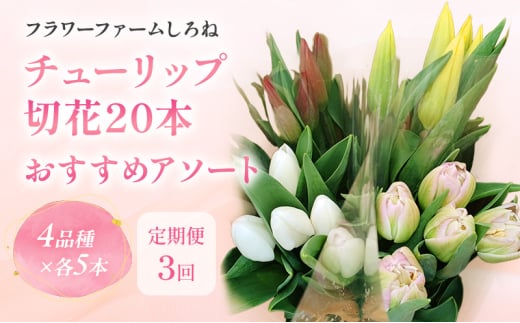 【1・2・3月定期お届け計3回】フラワーファームしろねのチューリップ切花20本おすすめアソート 花 お花 はな チューリップ 春 切り花 インテリア 新潟