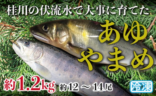 山梨県産　桂川の冷凍あゆ・やまめセット　計:約1.2kg(約12～14尾) 473026 - 山梨県大月市