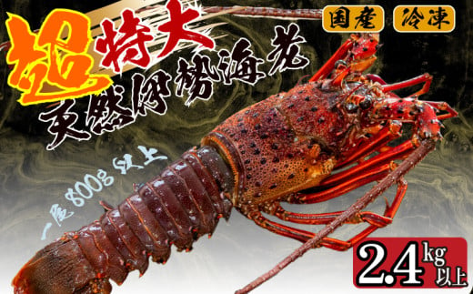 超特大 伊勢海老 2.4kg 以上 3尾 冷凍 ( 超特大サイズ 急速冷凍 えび エビ 高級 鮮魚 海鮮 魚介 刺身 焼き物 汁物 ギフト 贈答 贈り物 祝い 歳暮 中元 ) IKY059 1541584 - 高知県須崎市