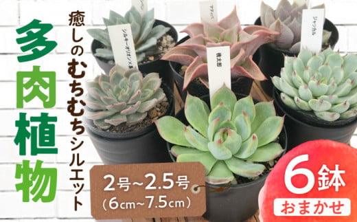 多肉植物6個セット [AVBK001] 1357046 - 岐阜県御嵩町