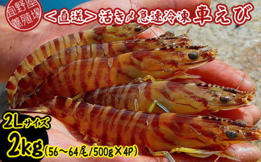 【養殖場から直送】活き〆急速冷凍車えび　2Lサイズ　約2kg（56～64尾/500g×4P） 車海老 海鮮 魚介類 海産物 シーフード お取り寄せ 美味 料理 クルマエビ くるまえび 塩焼き フライ 天丼 ムース フリット 蝦 ゆで 送料無料 沖縄県産 たまや 808551 - 沖縄県宜野座村