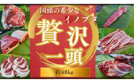 「国頭イノブタ」一頭まるごとセット【数量限定】約40㎏前後