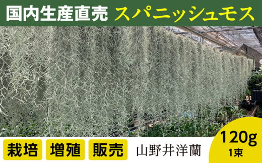 国産スパニッシュモス 太葉 120ｇ 年数をかけて自家増殖させたスパニッシュモス太葉 重120ｇ×1束