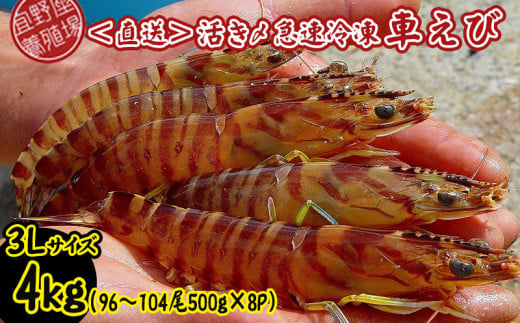 【養殖場から直送】活き〆急速冷凍車えび　3Lサイズ　約4kg（96～104尾/500g×8P） 車海老 海鮮 魚介類 海産物 シーフード お取り寄せ 美味 料理 クルマエビ くるまえび 塩焼き フライ 天丼 お刺身 フリット 蝦 ゆで 送料無料 沖縄県産 送料無料 808556 - 沖縄県宜野座村