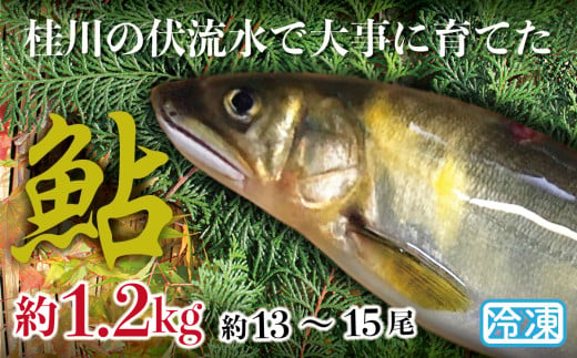 山梨県産　桂川の冷凍あゆ　約1.2kg(約13～15尾) 383330 - 山梨県大月市