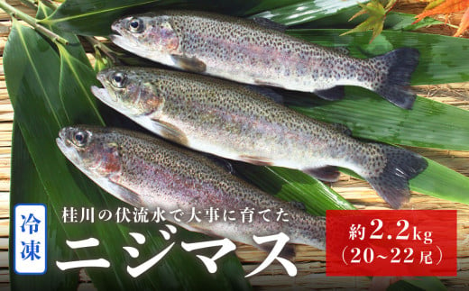 山梨県産　桂川の冷凍ニジマス　計:約2.2kg(約20～22尾) 516000 - 山梨県大月市