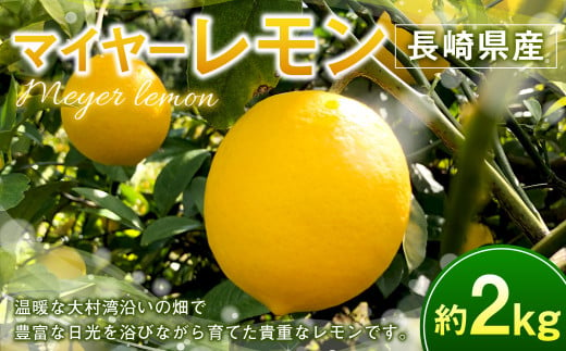 マイヤーレモン 約2kg 【2024年12月上旬～2025年3月下旬発送予定】 レモン れもん 檸檬 果物 くだもの フルーツ 国産 長崎県 長崎市 1532437 - 長崎県長崎市