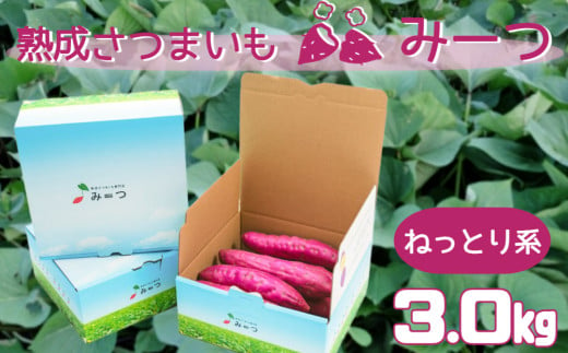 【数量限定】熟成さつまいも みーつ 3.0kg（ ねっとり系 ） ｜ 紅はるか べにはるか 甘い ねっとり 熟成  スイーツ おやつ 焼きいも スイートポテト 天ぷら 干し芋 ギフト 782529 - 徳島県鳴門市