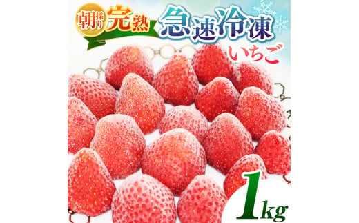 【★先行予約】【千葉県君津市　渡邉いちご園】　完熟・急速冷凍いちご 1㎏  | 苺 いちご イチゴ 果物 フルーツ 果実 果汁 冷凍 冷凍食品 冷凍いちご 朝採り 完熟 新鮮 大容量 オススメ 千葉県 君津市 きみつ 令和7年4月以降順次発送 選べる 1kg 2kg 3kg 4kg 1465118 - 千葉県君津市