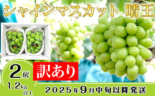 【訳あり】シャインマスカット晴王2房【2025年9月中旬～10月下旬発送予定】（いばら愛菜館） 830019 - 岡山県井原市